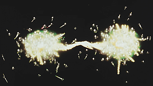cropped-0000s-0022-Intersextion-2.jpg